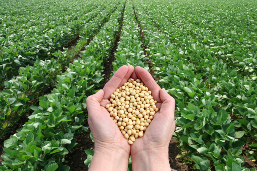 Soybean